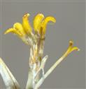  Disc floret (Opened)